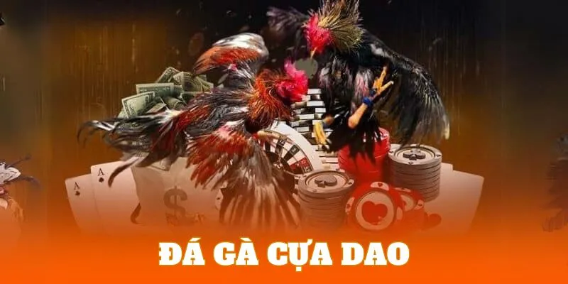 Đá Gà 8KBET | Sảnh Cược Chọi Kê Với Hệ Thống Live Siêu Nét 3 Đấu gà cựa dao lựa chọn được ưu tiên hàng đầu