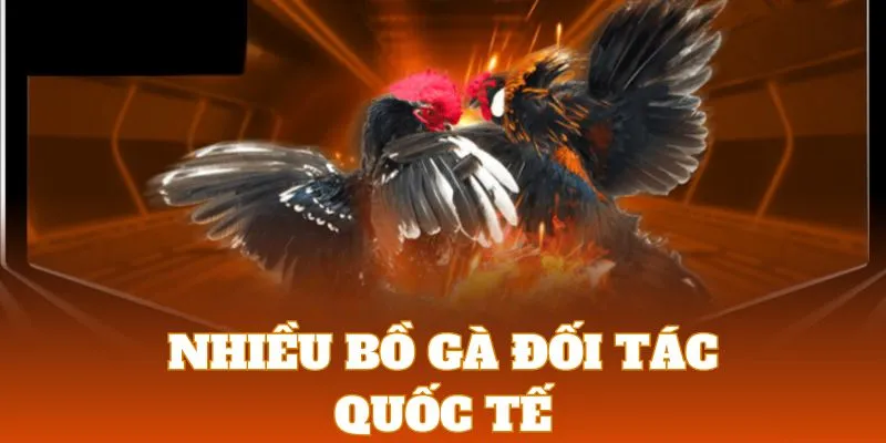 Đá Gà 8KBET | Sảnh Cược Chọi Kê Với Hệ Thống Live Siêu Nét 2 Sảnh cược liên kết với nhiều bồ gà quốc tế