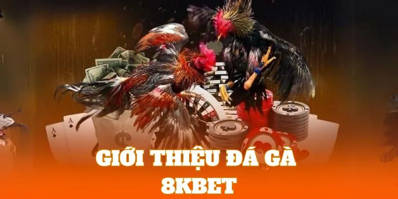 Đá Gà 8KBET | Sảnh Cược Chọi Kê Với Hệ Thống Live Siêu Nét 1 Khám phá sảnh cược gà đá trực tuyến hấp dẫn