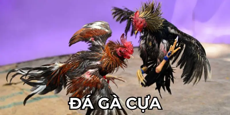 Đá Gà Cựa Sắt 8KBET - Hòa Mình Cùng Từng Màn Chiến Kịch Tính 1 Đá gà cựa sắt 8KBET có nhiều ưu điểm