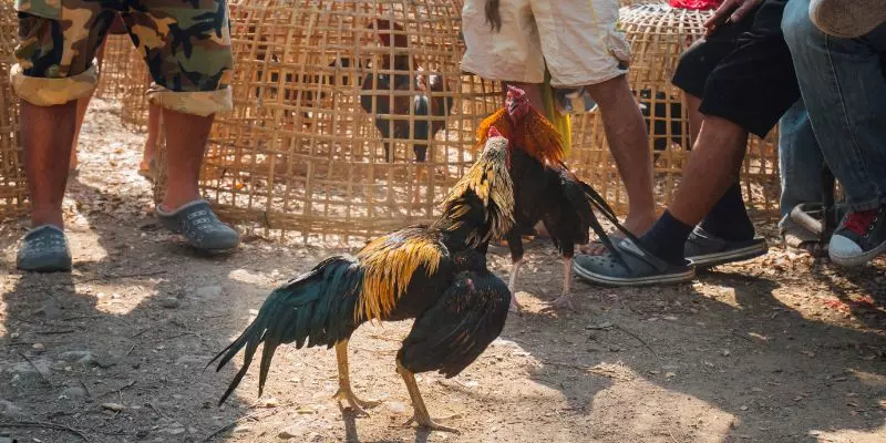 Đá Gà Thomo - Sân Chơi Cá Cược Kịch Tính Tại Sảnh 8KBET 2 Bước chọn chiến kê là khâu rất quan trọng