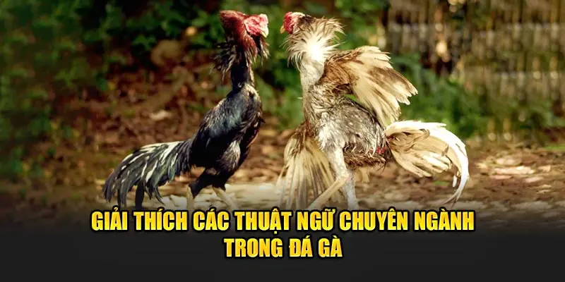 Đá Gà Cựa Dao Tại 8kbet - Sảnh Nhà Cái Số 1 Việt Nam 3 Giải thích các thuật ngữ chuyên ngành trong đá gà.