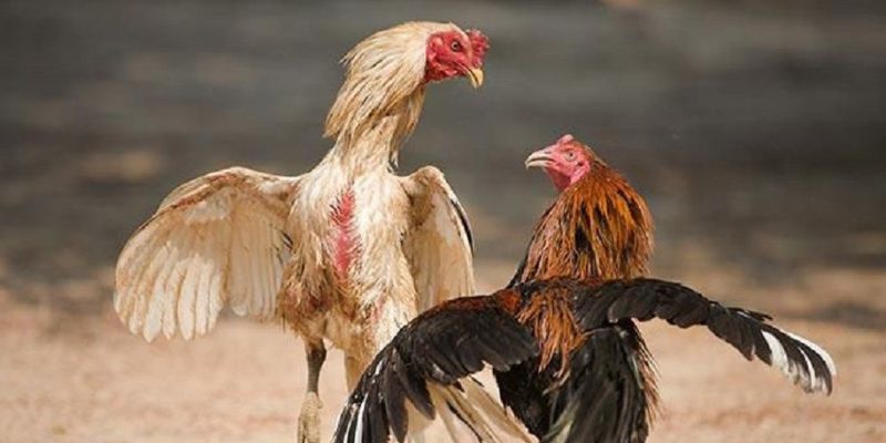5 Lợi Ích Khi Tham Gia Trực Tiếp Đá Gà Cựa Dao Tại 8KBET 1 Tìm hiểu tổng quan về loại hình đá gà hấp dẫn